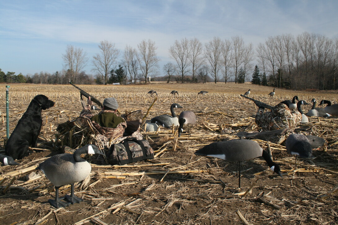 Central Ontario Goose Hunting Northern Ontario Travel